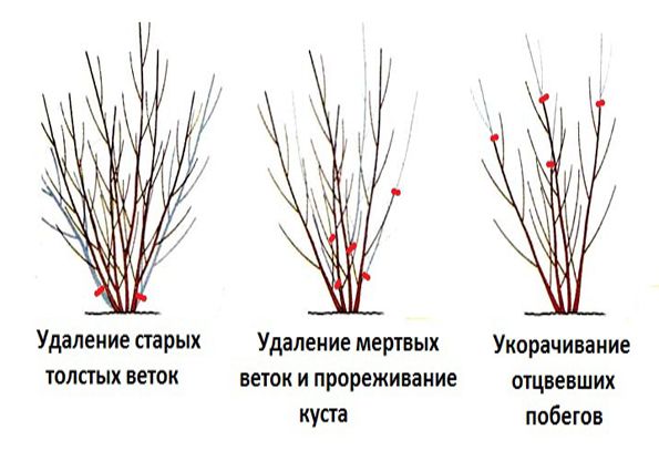 Форзиция в ландшафтном дизайне (фото): виды, уход и размножение