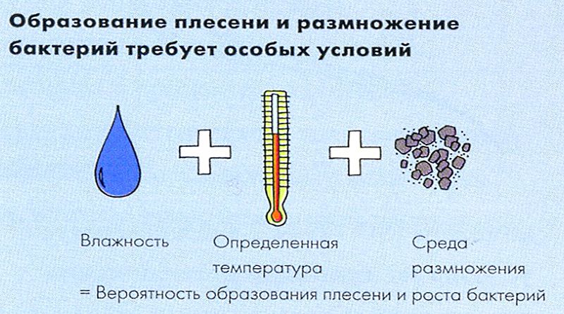 Как избавиться от плесени в квартире: причины и способы удаления