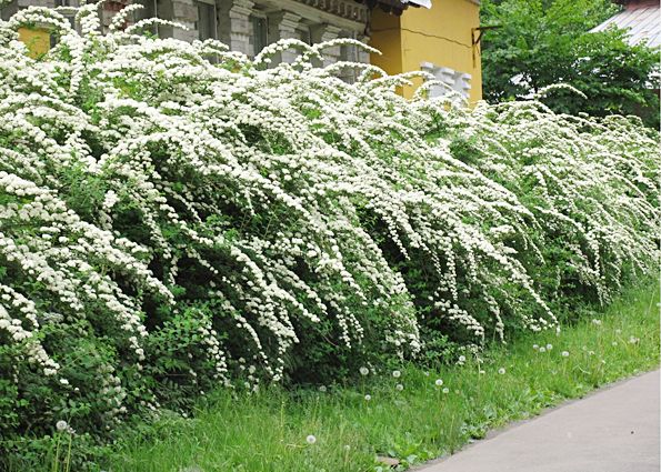 Живая декоративная изгородь. Виды живых изгородей