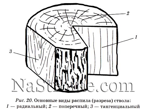 Общие сведения о древесине. Виды распилов