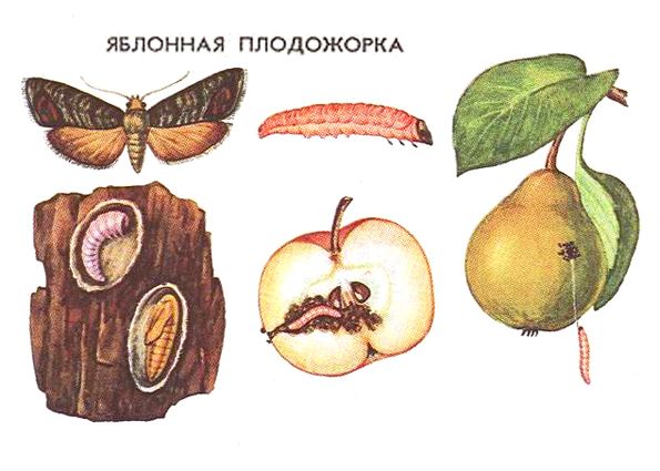 Вредители и болезни плодовых деревьев. Меры защиты